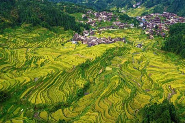 金秋<strong></p>
<p>数字货币机</strong>，广西的梯田一点不输！