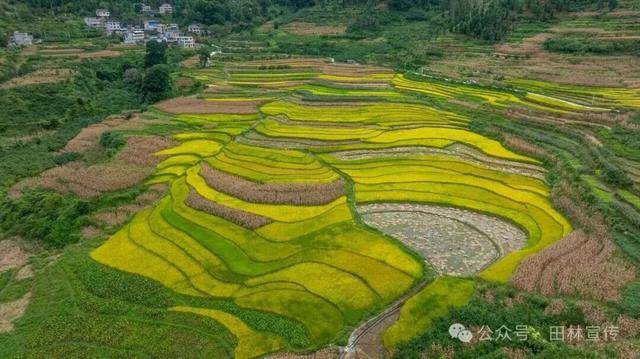 金秋<strong></p>
<p>数字货币机</strong>，广西的梯田一点不输！