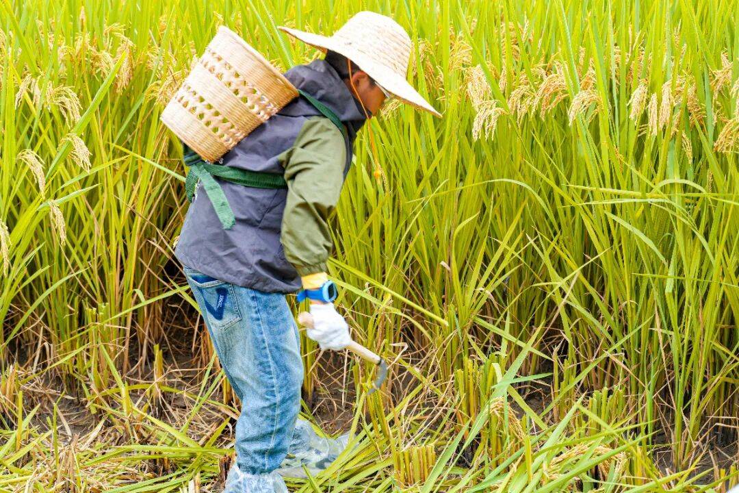 良渚遇“稻”<strong></p>
<p>数字货币机</strong>你 ｜ 秋季活动正当时