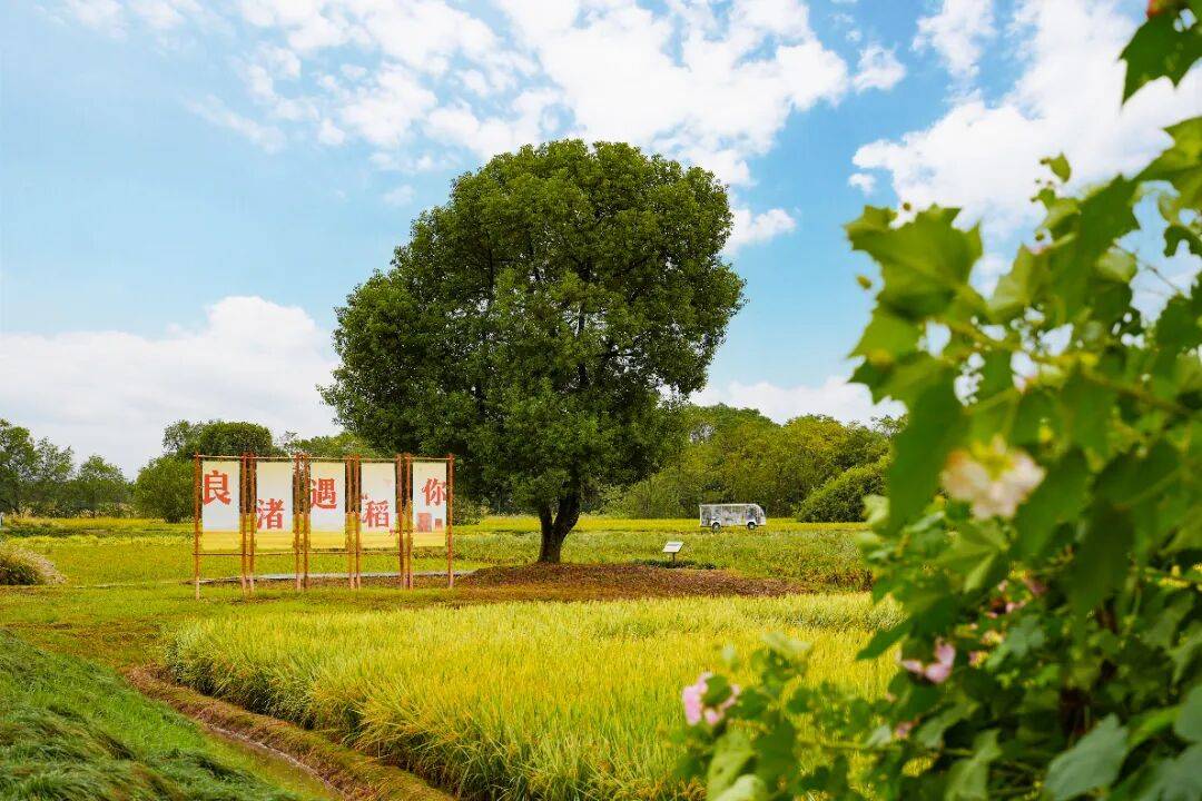 良渚遇“稻”<strong></p>
<p>数字货币机</strong>你 ｜ 秋季活动正当时