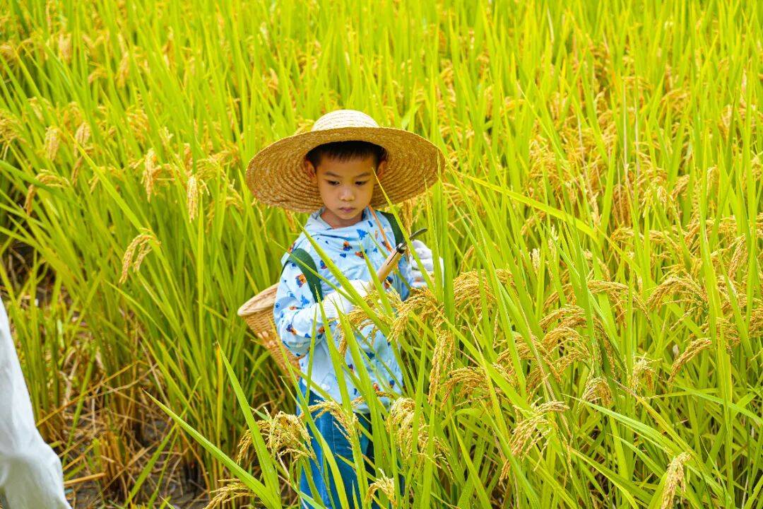 良渚遇“稻”<strong></p>
<p>数字货币机</strong>你 ｜ 秋季活动正当时