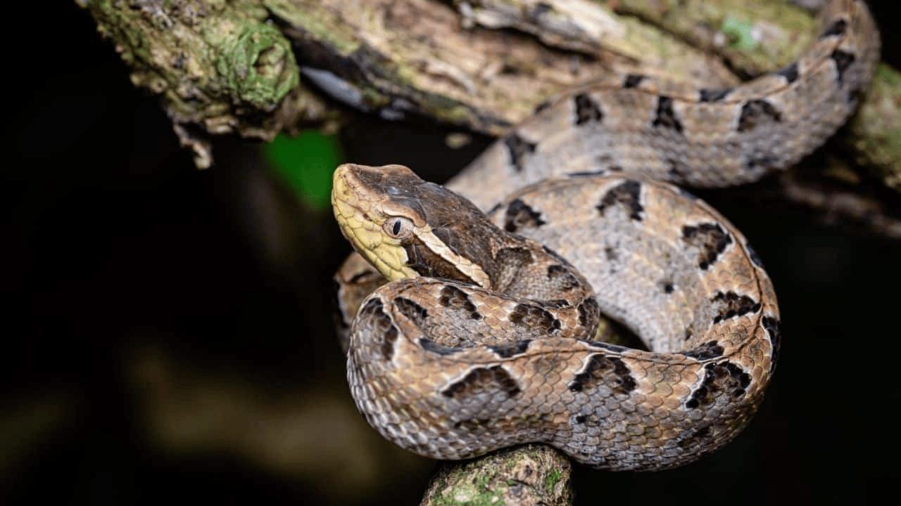 泰国女子在ATM机取钱<strong></p>
<p>数字货币分析</strong>，取款口突然窜出一条蛇