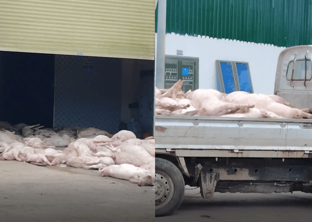 广东一食品企业出现大量死猪事件追踪：公安部门介入侦办<strong></p>
<p>数字货币软件</strong>，企业负责人被控制