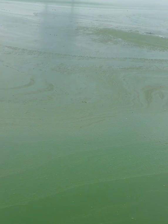 昆明滇池部分水域变绿有异味<strong></p>
<p>数字货币软件</strong>,管理局:特定气候下出现轻度水华,已处理控制