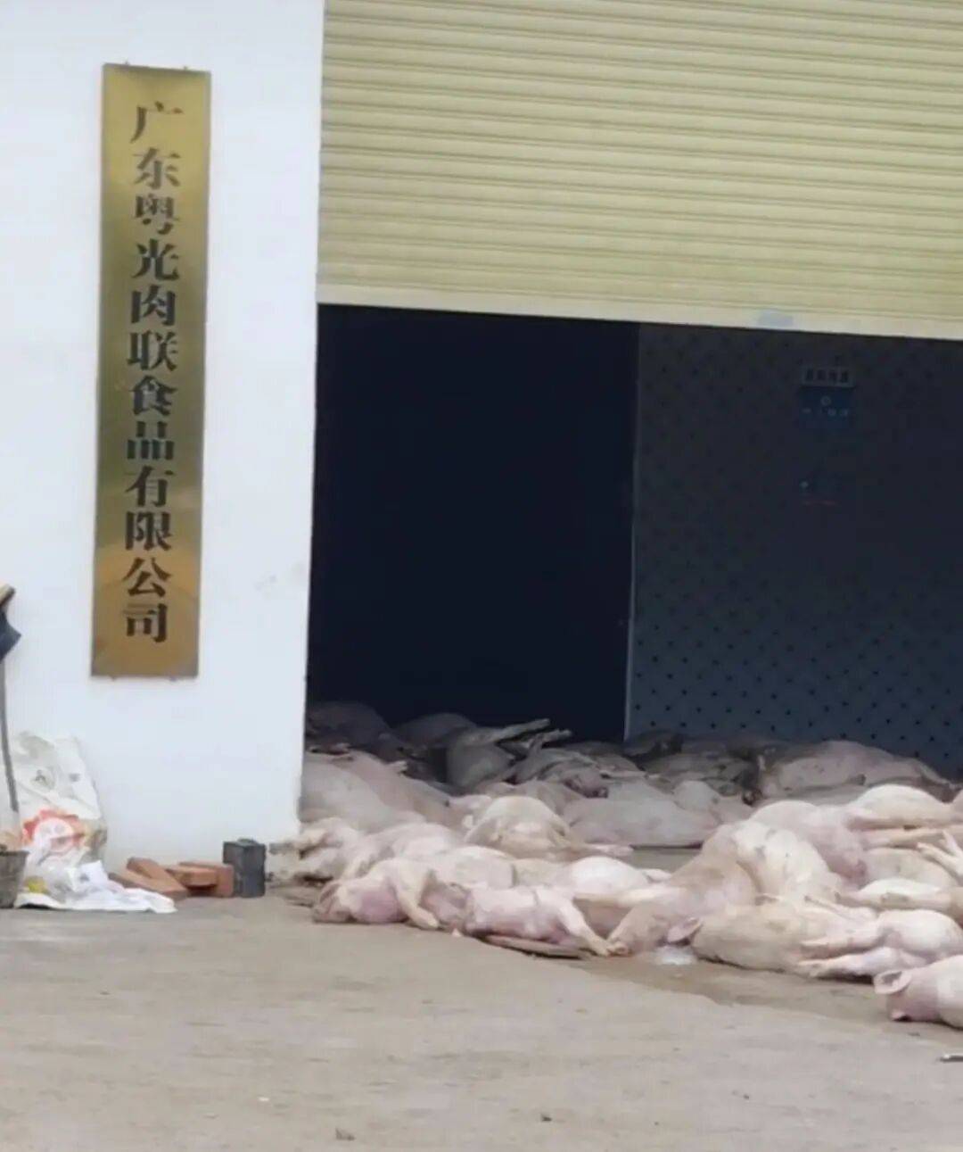 广东一肉联公司门口堆满死猪<strong></p>
<p>国内数字货币</strong>,官方:7人被控制