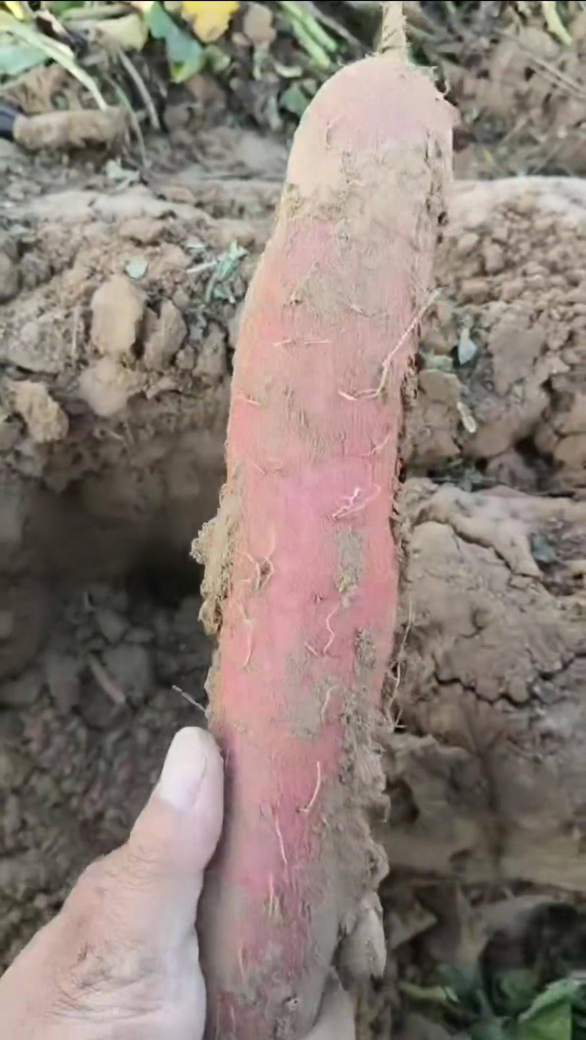 数百人冲进地里捡红薯<strong></p>
<p>数字货币监管</strong>，田主称是秋收剩下的，网友：免费翻地，利人利己