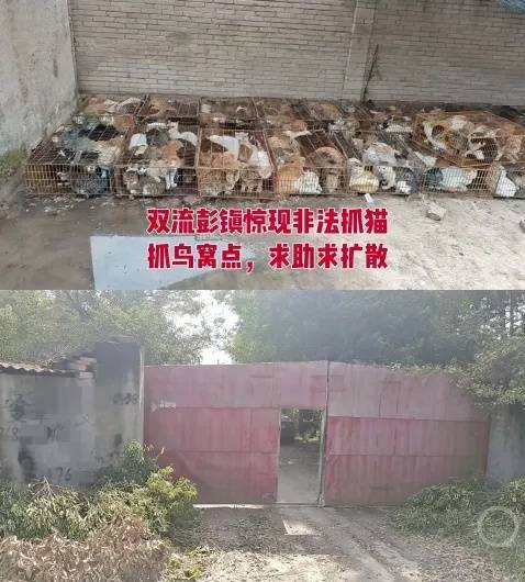 “成都一空置房非法囤猫”？官方通报：共发现被困小猫102只<strong></p>
<p>数字货币监管</strong>，未发现虐猫行为