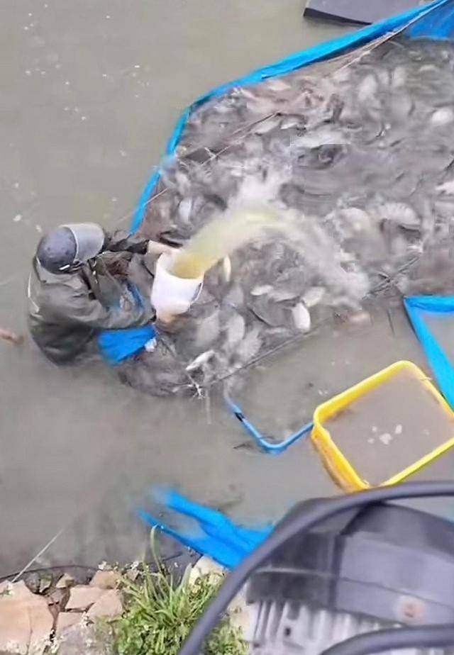 水产市场“麻醉鱼”调查：有商家称麻药有味会换水再卖<strong></p>
<p>货币数字代码</strong>，有无危害尚不明