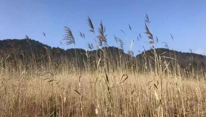 禁止任何形式穿越<strong></p>
<p>货币数字代码</strong>!杭州一地发布最严禁令