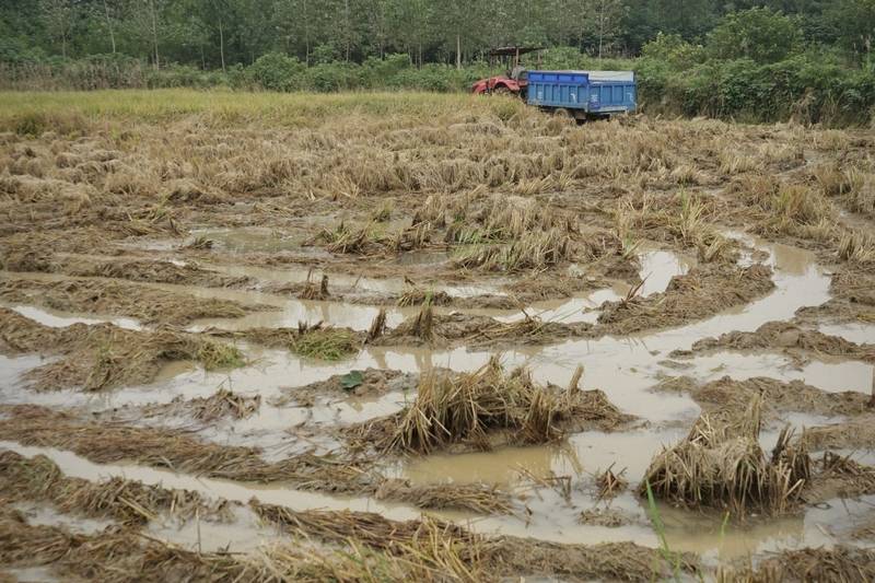 阴雨50天<strong></p>
<p>数字货币银行</strong>，他用3200块救回30万斤玉米