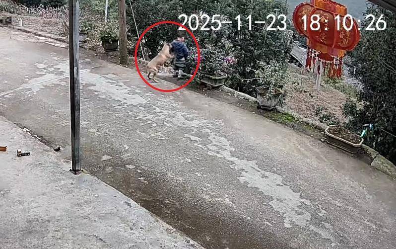 男童路边撒尿遭自家狗狗“偷袭”<strong></p>
<p>数字货币交易app</strong>,从背后推下近2米的高坎,家长:孩子没受伤