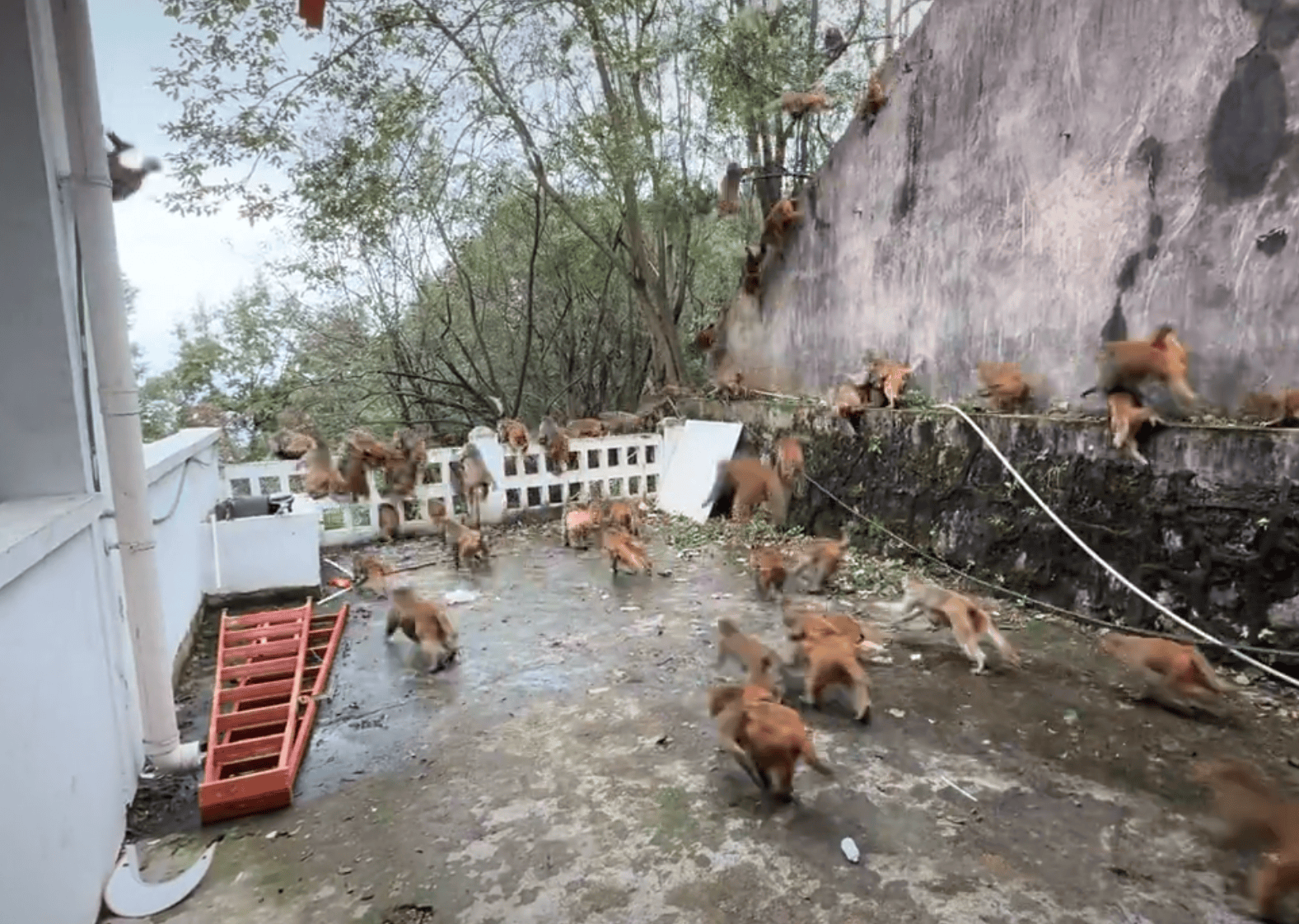 贵阳黔灵山下起“猴子雨”？当地称属猴群正常活动<strong></p>
<p>主流数字货币</strong>，曾发猕猴分流公告：数量远超承载力