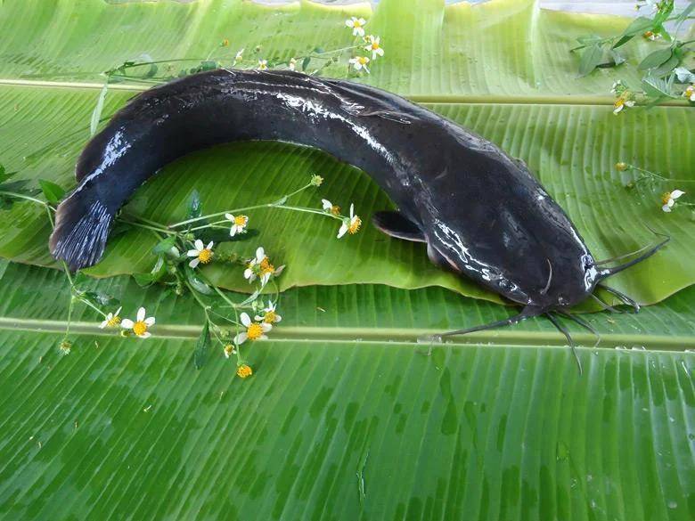 都江堰一水库被放生万斤外来物种埃及塘鲺？官方澄清：已进行阻止和打捞<strong></p>
<p>数字货币技术</strong>，经鉴定是本地八须鲶