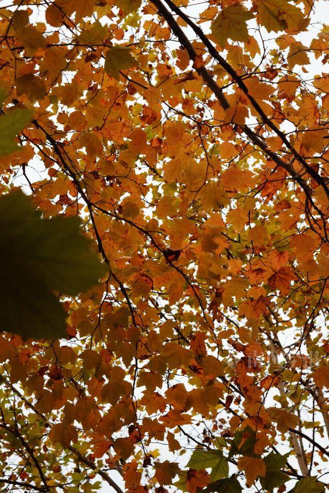 满目金黄<strong></p>
<p>数字货币期货</strong>！柳州法国梧桐迎来最佳观赏期