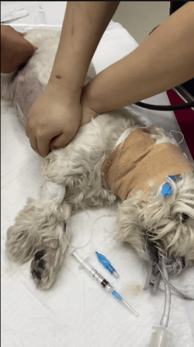 在小区投毒致9条狗死亡<strong></p>
<p>数字货币期权</strong>,男子获刑4年!