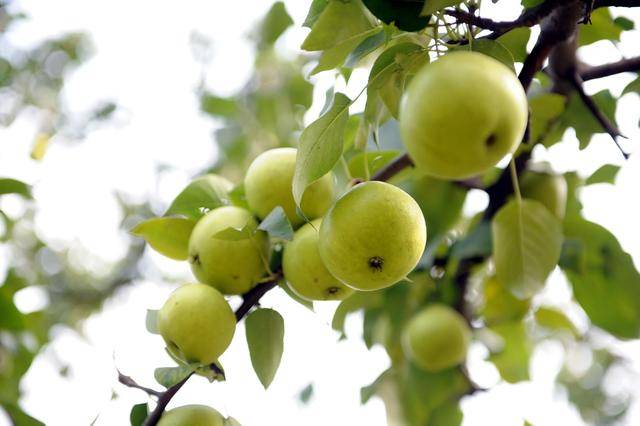 线上九成是“李鬼”！400岁京白梨再维权<strong></p>
<p>数字货币矿机</strong>，溯源码上线打假