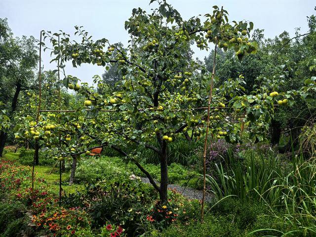 线上九成是“李鬼”！400岁京白梨再维权<strong></p>
<p>数字货币矿机</strong>，溯源码上线打假